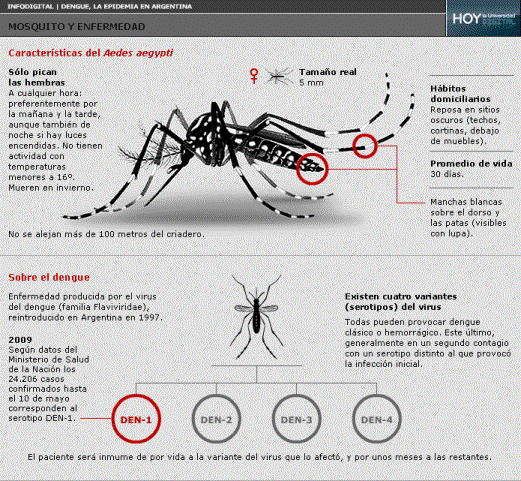 Infograf�a digital | Dengue, el mosquito y la enfermedad