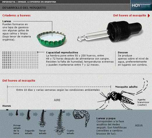 Infograf�a digital | Desarrollo del mosquito
